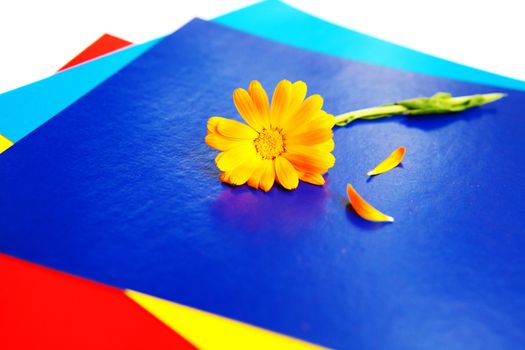 background of flower on the pieces of paper