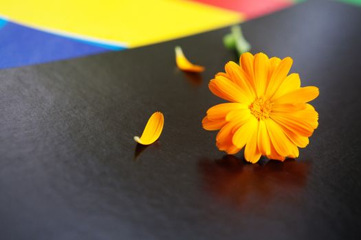 background of flower on the pieces of paper