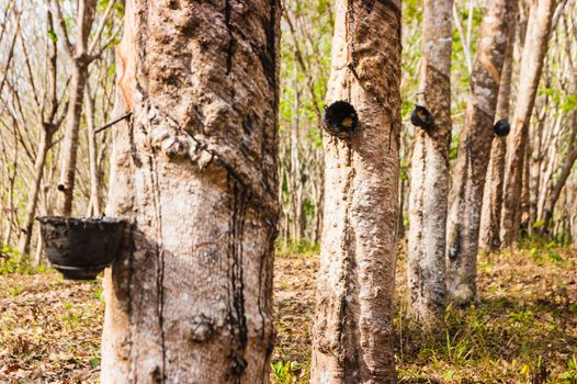 Cup on the trunk of the Brazilian rubber trees for latex production in Thailand