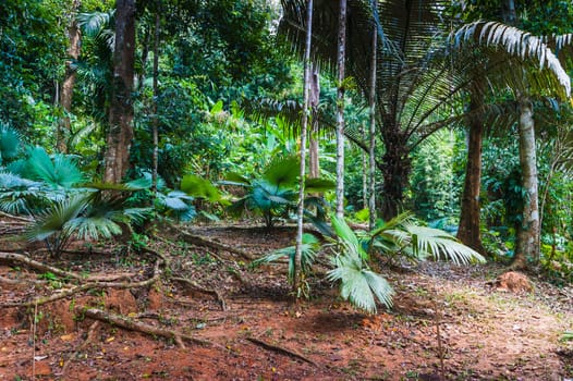 tropical jungles of South East Asia. Thailand