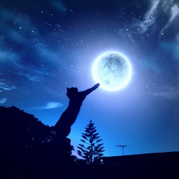 Image of cat in jump catching moon