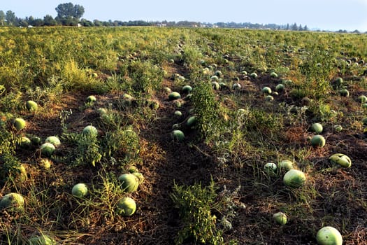 Watermelons growing in an agricultural field ripening on the vine for harvest as a delicious fruit and food