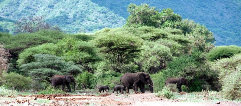 Elephant in Tanzania