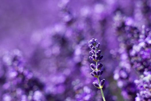 lavender flowers
