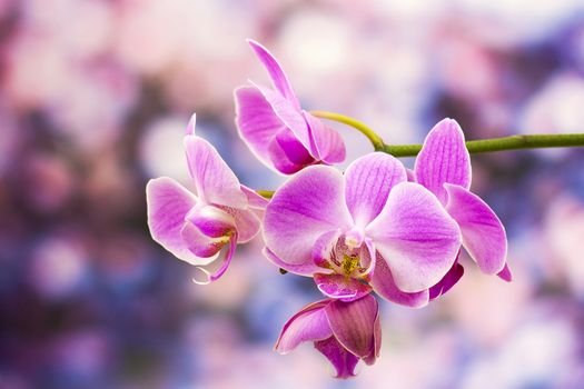 Beautiful pink orchid  - phalaenopsis