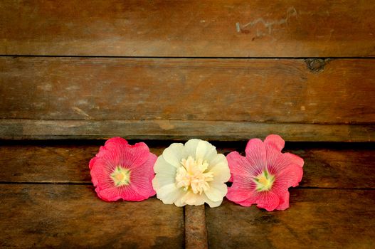 Three hoolyhock flowers on old wooden chest symbolizing faith, hope, and charity.