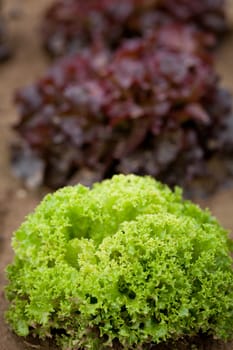 fresh green and red lettuce salad field nature agriculture