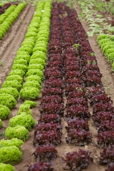 fresh green and red lettuce salad field nature agriculture