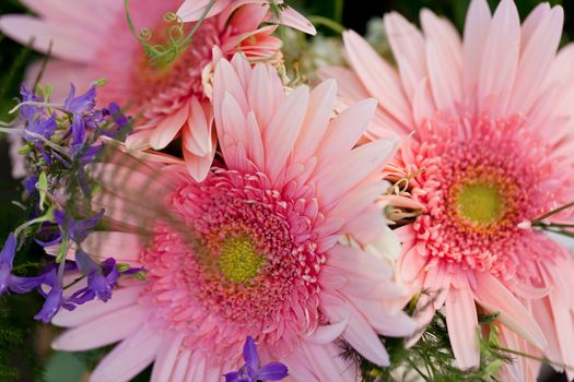 beautiful colorful collection of flowers spring summer celebration card macro