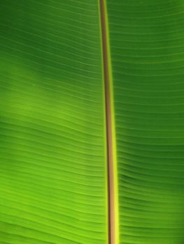 Fresh big green banana palm leaf close-up in India Goa