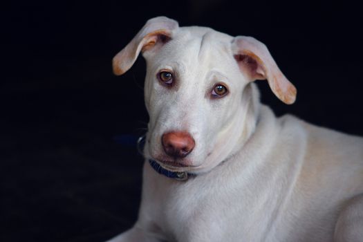 Portrait of a white dog with a pink nose - India