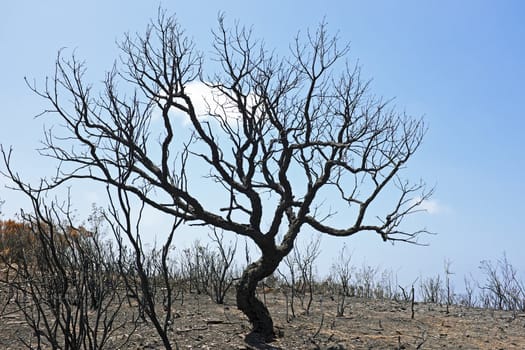 Black burnt cork tree in portuguese landscape