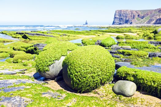 Rocks full of seaweed at the westcoast in Portugal