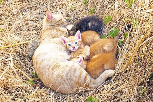 Mother cat with young kittens in the wild