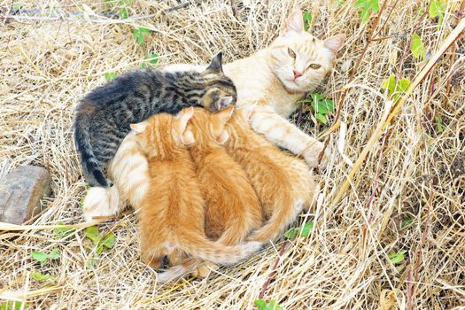 Mother cat with young kittens in the wild