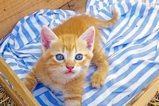 Young kitten in a box