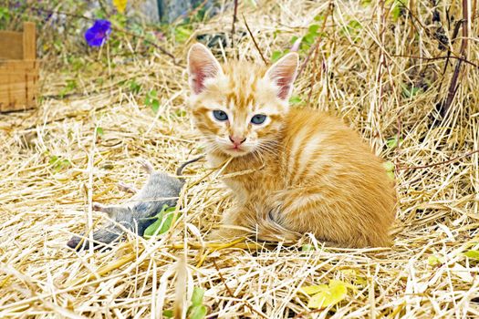 Young kitten with a dead mouse and doesn't know what to do with it