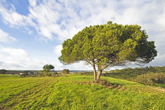 Portuguese landscape in spring