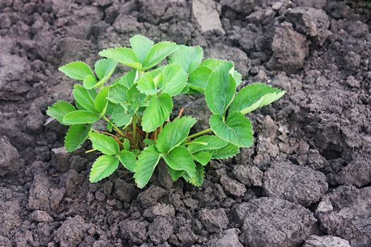 beds in the garden with strawberry bush