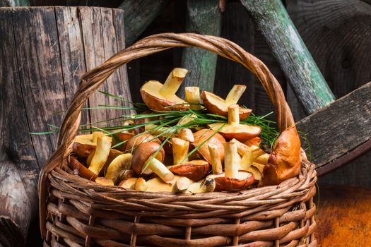 Still life of yellow boletus mushrooms in a basket