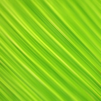 Close up of  Green Leaf for background Close up of  Green Leaf for background