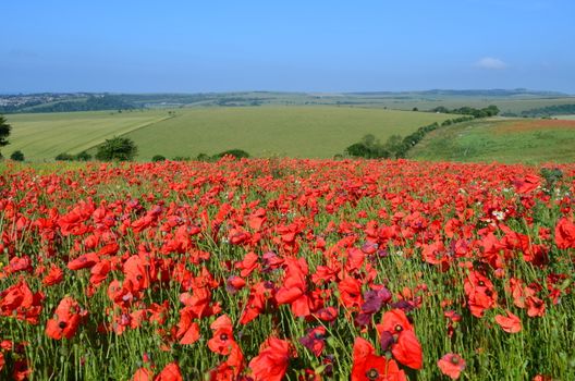 Red poppies on the South Downs National Park in Sussex,England.Shot taken mid morning in June 2013.
