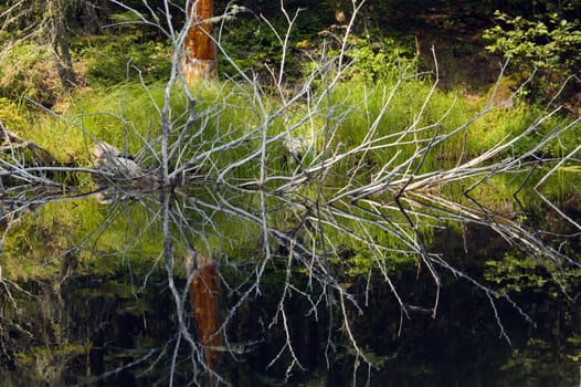Little Joe Lake. Reflection of dry tree branches in water