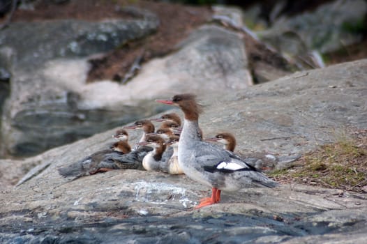 Common Merganser family on the rock shore of the lake