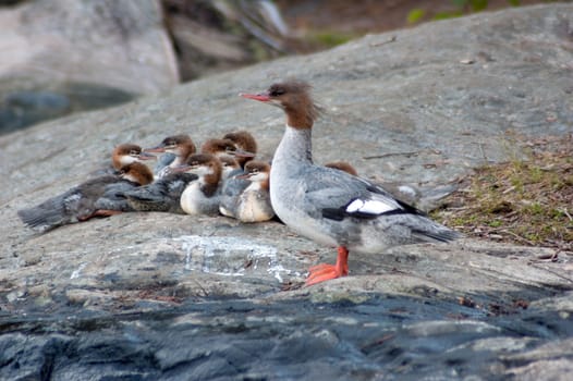 Common Merganser family on the rock shore of the lake