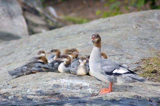 Common Merganser family on the rock shore of the lake