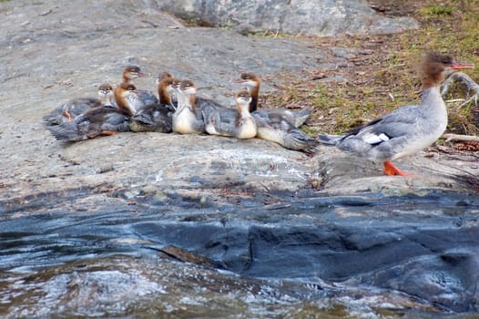 Common Merganser family on the rock shore of the lake