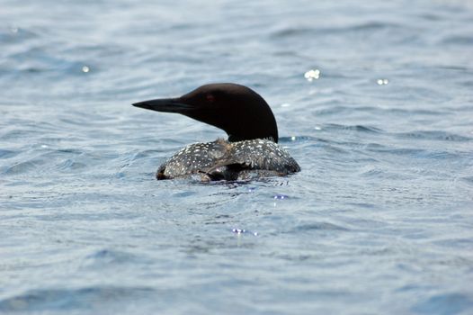 Common loon in blue water of north lake. Immer gavia