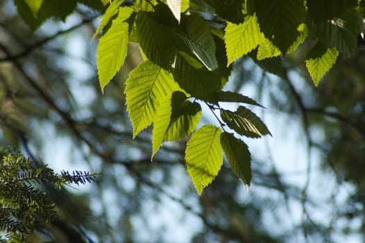 Birch leaves in sutlit on blur forest background