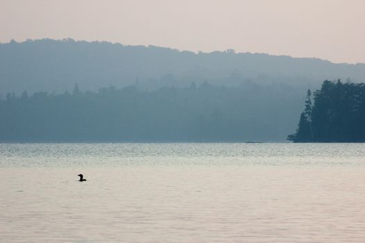 Common loon on the lake at the sunrise