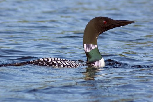Common loon in blue water of north lake. Immer gavia