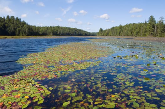 Wetland part of White Thtout Lake in Algolquin Park