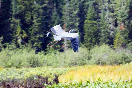 great blue heron in flight over wetland