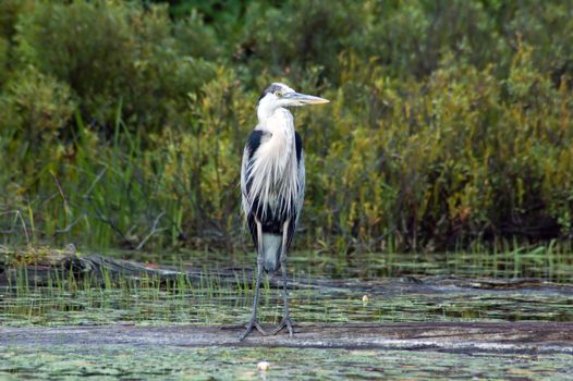 great blue heron walking on fallen tree trunk