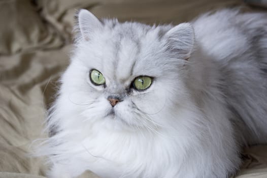 A white persian cat close-up