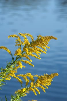 Goldenrod (disambiguation) in sunlit on blue background