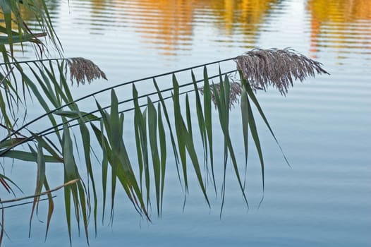 Water grass on flat pond surface