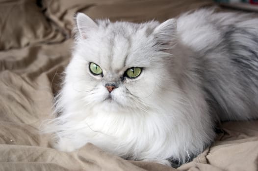 A white persian cat close-up