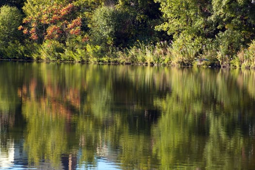 Reflection in pond water