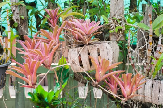 pink sedge trees in Thailand