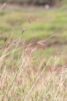 a grassland in Thailand