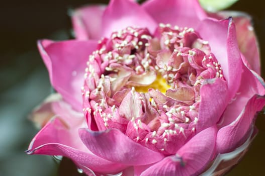 the closed up lotus flower