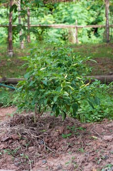 a chilli tree