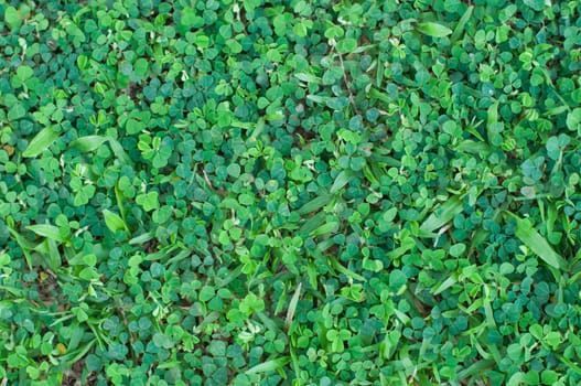 a green field background