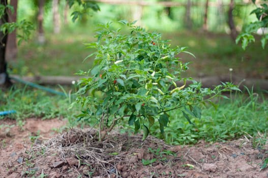a chilli tree