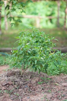 a chilli tree